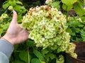 Hydrangea white with many small flowers. girl with blue manicure holding a flower branch in her hands. the gardener takes care of Royalty Free Stock Photo