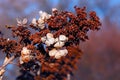 Hydrangea in Winter