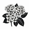 Hydrangea Woodcut Print: Bold Black And White Floral Artwork Royalty Free Stock Photo