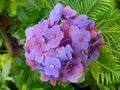 Hydrangea & x28;Hydrangeaceae& x29; macrophylla flowers are purple Royalty Free Stock Photo