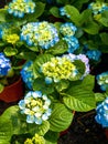 Hydrangeaceae flowers, Hydrangeaceae is a family of flowering plants in the order Cornales, with a wide distribution in Asia and Royalty Free Stock Photo