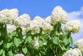 Hydrangeaceae hydrangea paniculata siebel grade polar bear Royalty Free Stock Photo