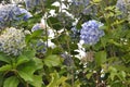 Hydrangeaceae or hydrangea with purple colors close up