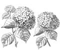 Hydrangeas - vintage engraving