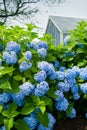 Hydrangeas