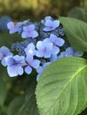 Hydrangeas