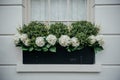 Hydrangeas and Boxwood in Elegant Window Box Royalty Free Stock Photo