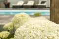 Hydrangeas and decoration at the swimming pool selective focus