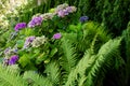 Hydrangeas and ferns grow along a cedar hedge in a garden