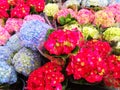 Hydrangeas flowers - cellophane bouquets