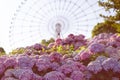 Hydrangeas flowers and a ferris wheel Royalty Free Stock Photo