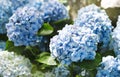 Hydrangeas flowers in the garden