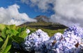 Hydrangea blossoms in front of volcano Pico, Azores Islands