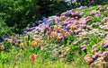 Hydrangeas in full bloom in summer