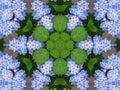 Hydrangeas kaleidoscope Royalty Free Stock Photo