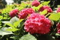 Hydrangeas, Red Hydrangea,red flower, flowers