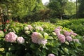 Hydrangeas, Red Hydrangea,red flower, flowers