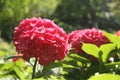 Hydrangeas, Red Hydrangea,red flower, flowers
