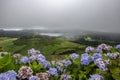 Hydrangeas on Sao Miguel