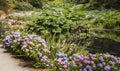 Hydrangeas, stream and path at Trebah Gardens Royalty Free Stock Photo