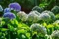 Hydrangeas in summer on roadsides