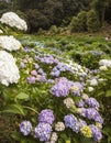 Hydrangeas at Trebah Gardens,Cornwall Royalty Free Stock Photo