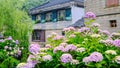 Hydrangeas and Weeping Willows along Historic Perry Road Royalty Free Stock Photo