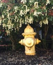 Hydrant beneath the flowers. Royalty Free Stock Photo