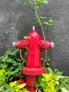 Hydrant amongs plants in the garden outdoor