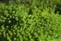 Hydrilla verticillata Royalty Free Stock Photo