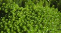 Hydrilla verticillata Royalty Free Stock Photo