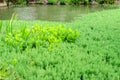 Hydrilla and Water Hyacinth in pond Royalty Free Stock Photo