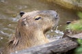 Hydrochoerus hydrochaeris Capybara, the largest rodent