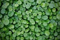 Hydrocotyle background, After the rain, Water Pennywort Royalty Free Stock Photo