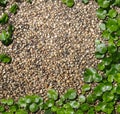 Hydrocotyle on the Bronw Cement background Royalty Free Stock Photo