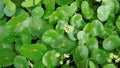 Hydrocotyle verticillata also known as Whorled marshpennywort