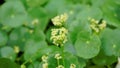 Hydrocotyle verticillata also known as Whorled marshpennywort