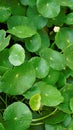 Hydrocotyle verticillata also known as Whorled marshpennywort