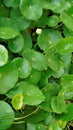 Hydrocotyle verticillata also known as Whorled marshpennywort