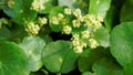 Hydrocotyle verticillata also known as Whorled marshpennywort