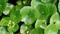 Hydrocotyle verticillata also known as Whorled marshpennywort