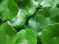 Hydrocotyle verticillata or whorled pennywort green round leaf plant fresh