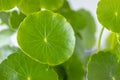 Hydrocotyle vulgaris closeup