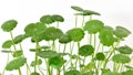 Hydrocotyle vulgaris Royalty Free Stock Photo