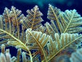 Hydroid Royalty Free Stock Photo