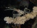 Hydroid decorator crab Royalty Free Stock Photo