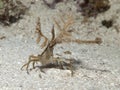 Hydroid Decorator Crabs Royalty Free Stock Photo