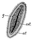 Hydroid Planula, vintage illustration Royalty Free Stock Photo