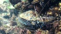 Hydroid polyps on mussels, shrimps eat and hide among mollusks, Black Sea