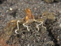 Hydroid spider crab Royalty Free Stock Photo